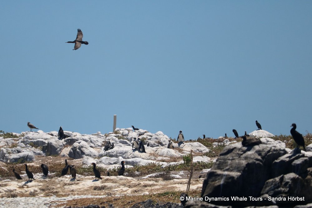 penguins, whale watching, gansbaai, south africa,