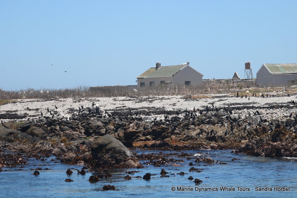 dyer island, whale watching, gansbaai, south africa,