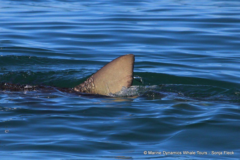 bronze whaler shark, whale watching, gansbaai, south africa,
