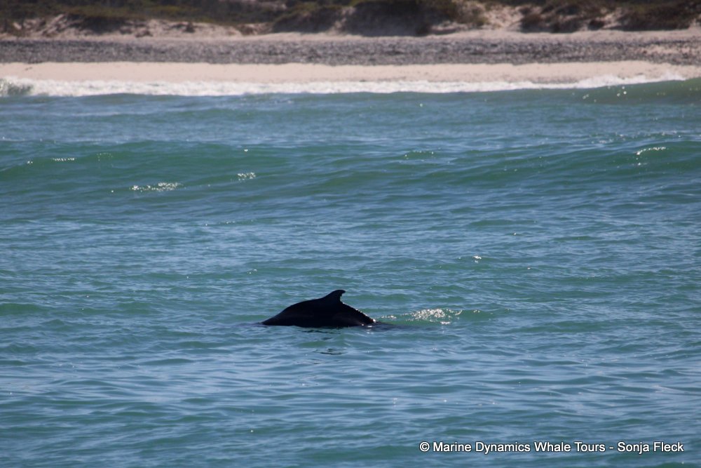humpback dolphin, whale watching, gansbaai, south africa