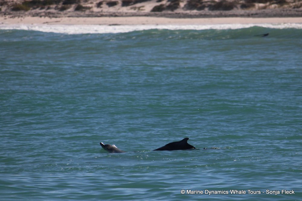humpback dolphin, whale watching, gansbaai, south africa