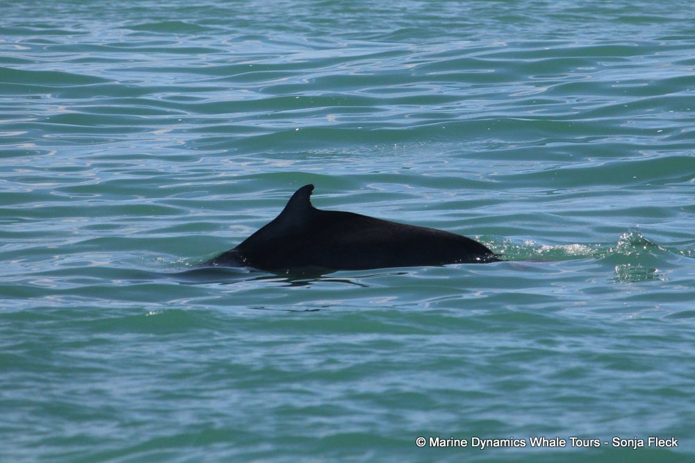 humpback dolphin, whale watching, gansbaai, south africa