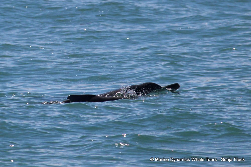 humpback dolphin, whale watching, gansbaai, south africa