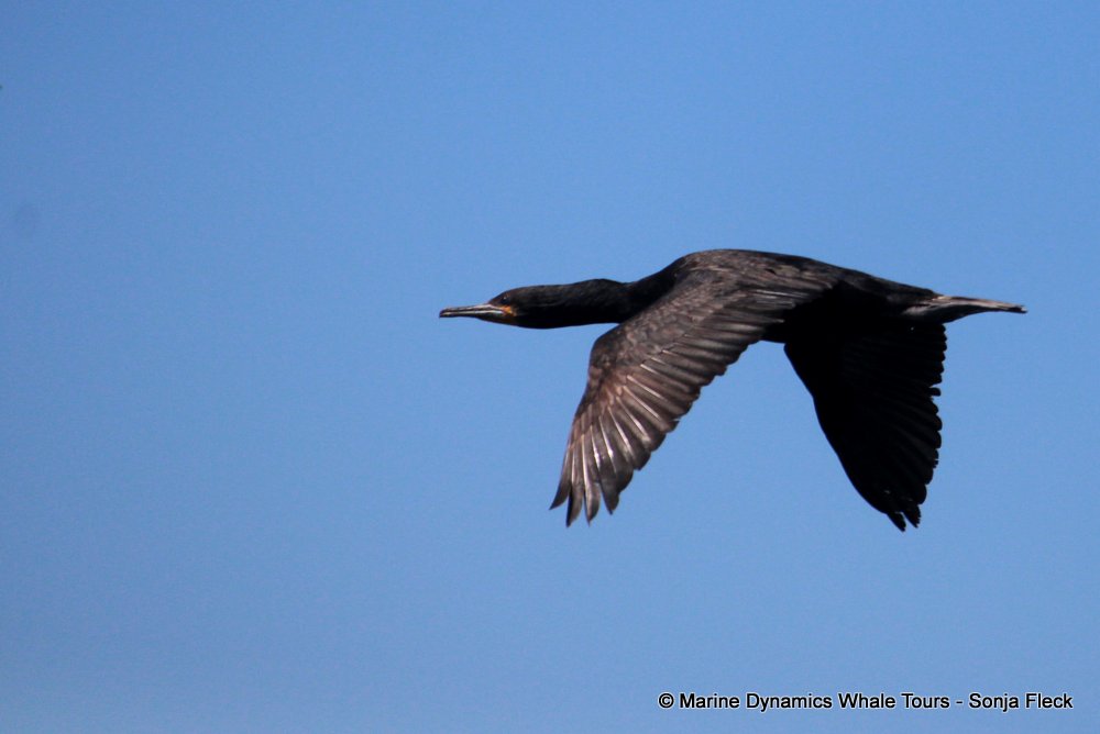 cape cormorants, whale watching, gansbaai, south africa