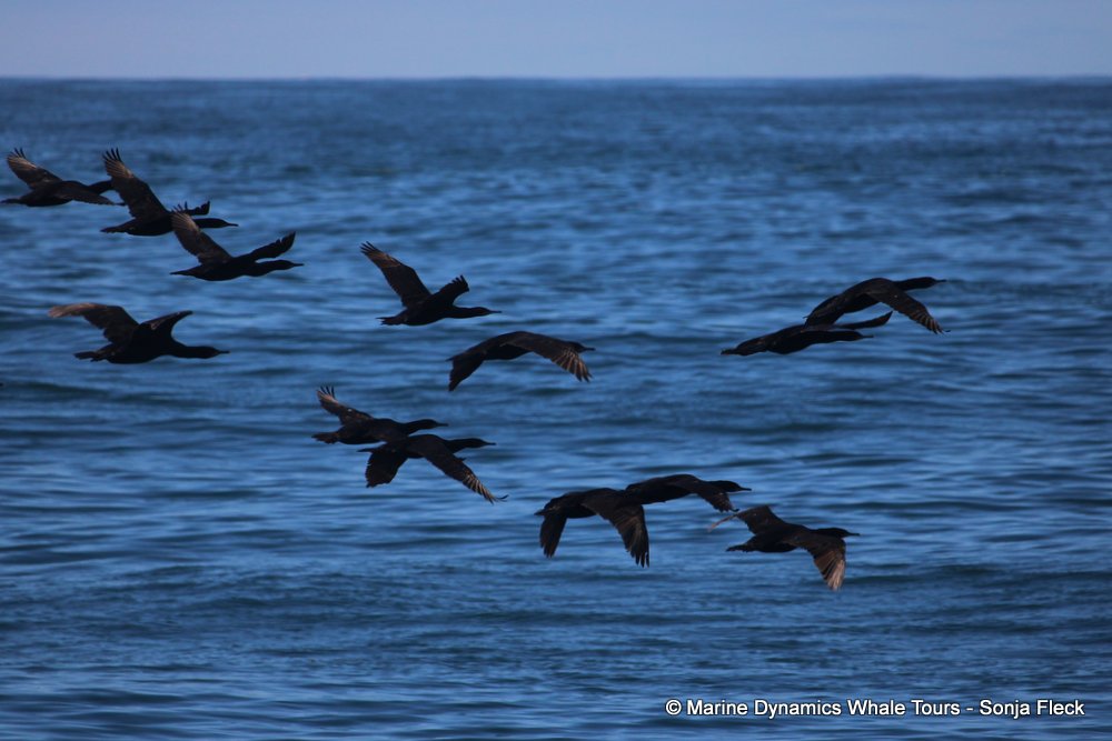 cape cormorants, whale watching, gansbaai, south africa
