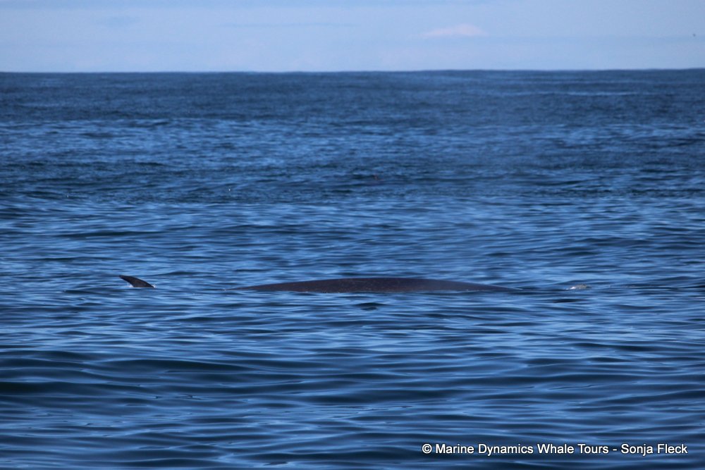 bryde's whale, whale watching, gansbaai, south africa,