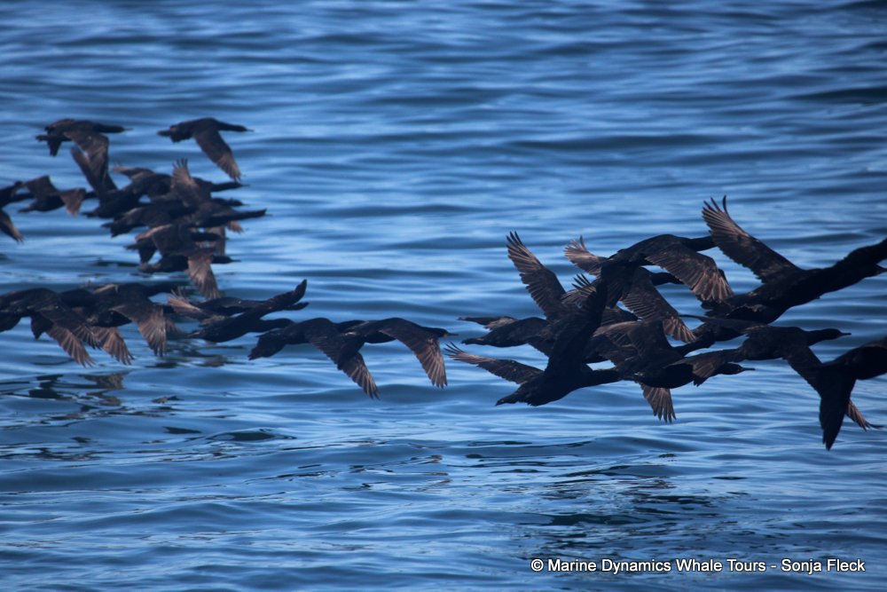 cape cormorants, whale watching, gansbaai, south africa