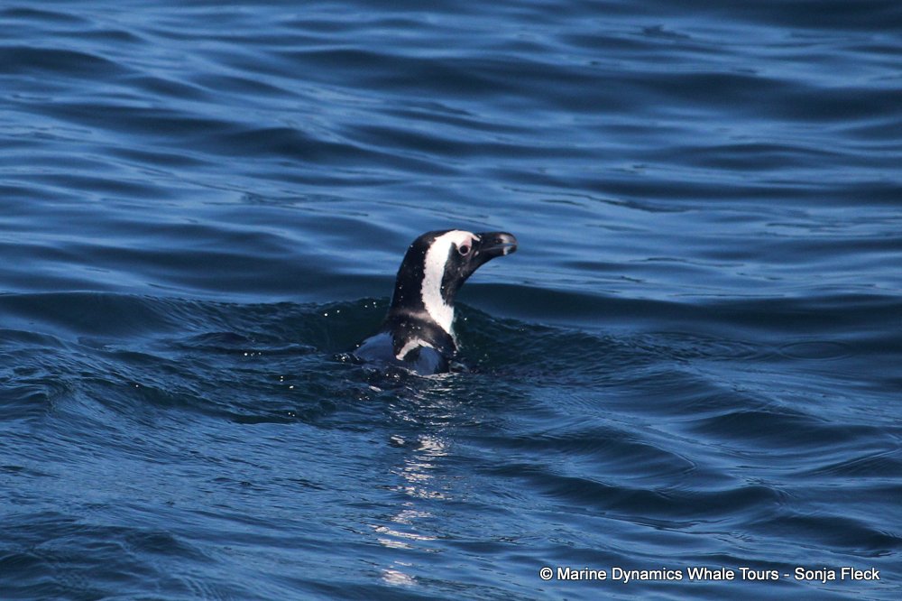 african penguin, whale watching, gansbaai, south africa