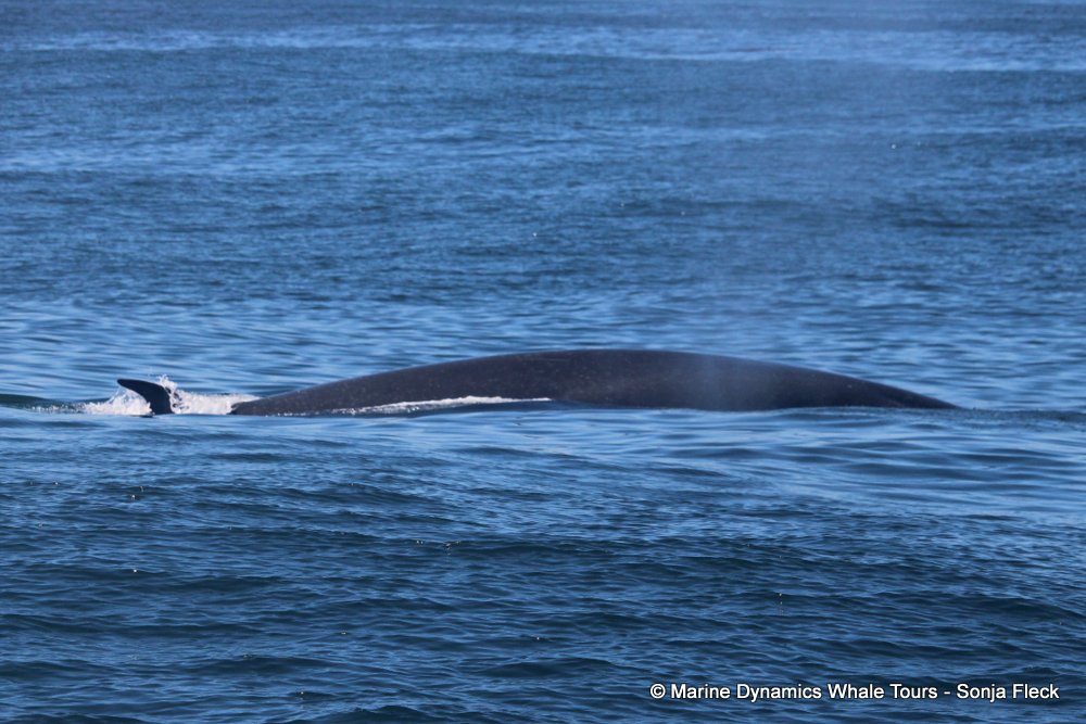 bryde's whale, whale watching, gansbaai, south africa,
