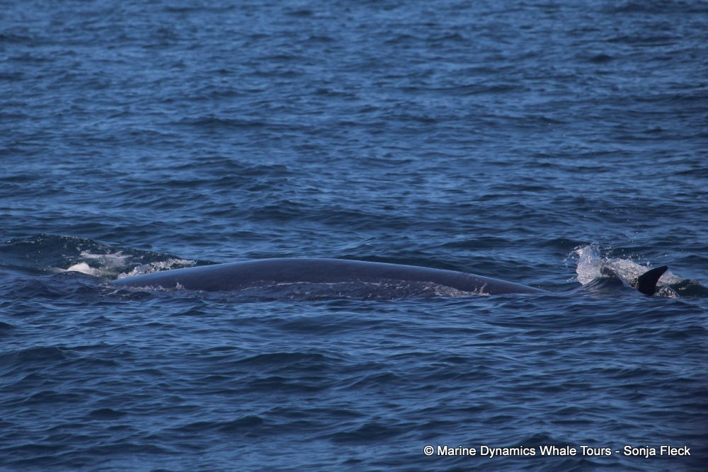bryde's whale, whale watching, gansbaai, south africa,