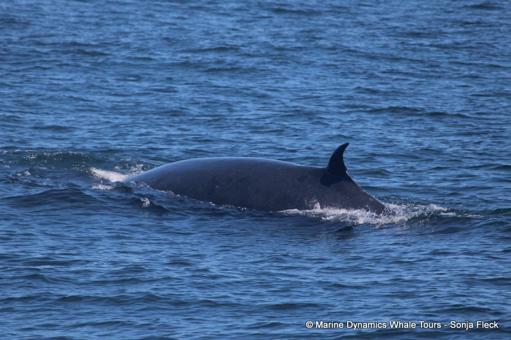 Marine Big 5 Daily Blog 25 January