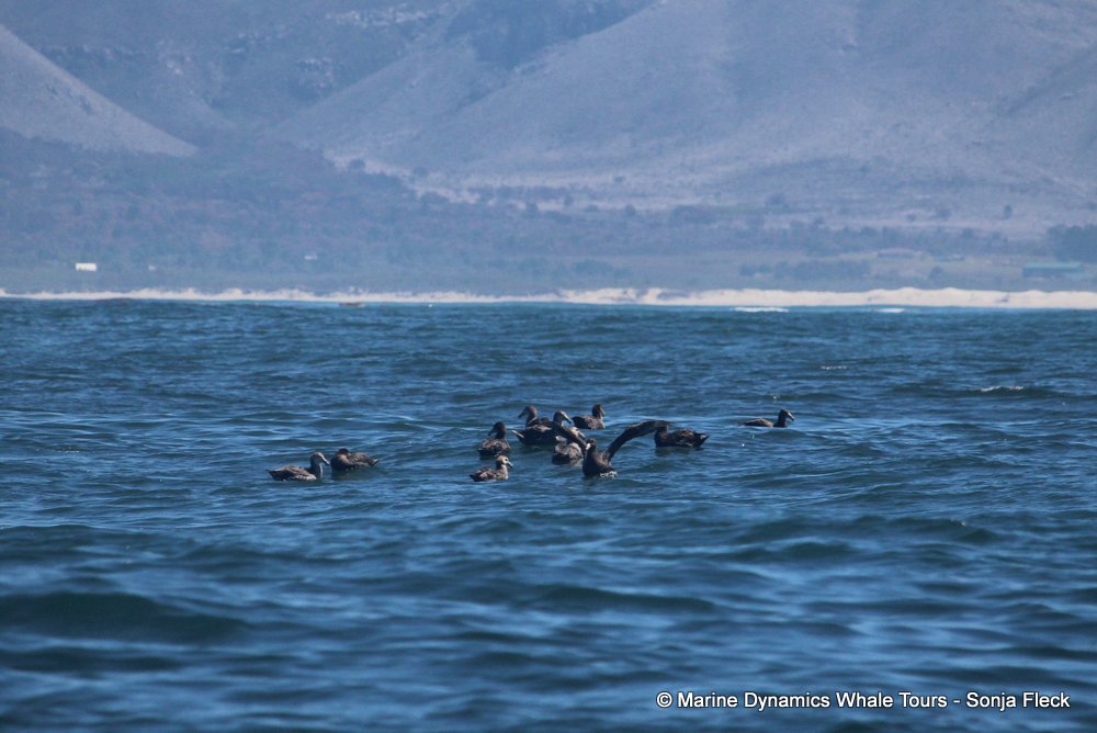 Giant Petrel, whale watching, gansbaai, south africa,