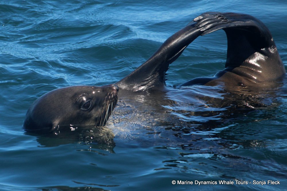 cape fur seal, whale watching, gansbaai, south africa