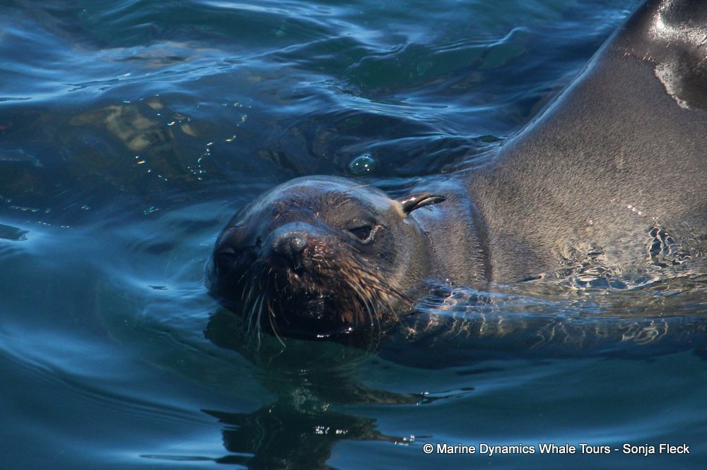 cape fur seal, whale watching, gansbaai, south africa