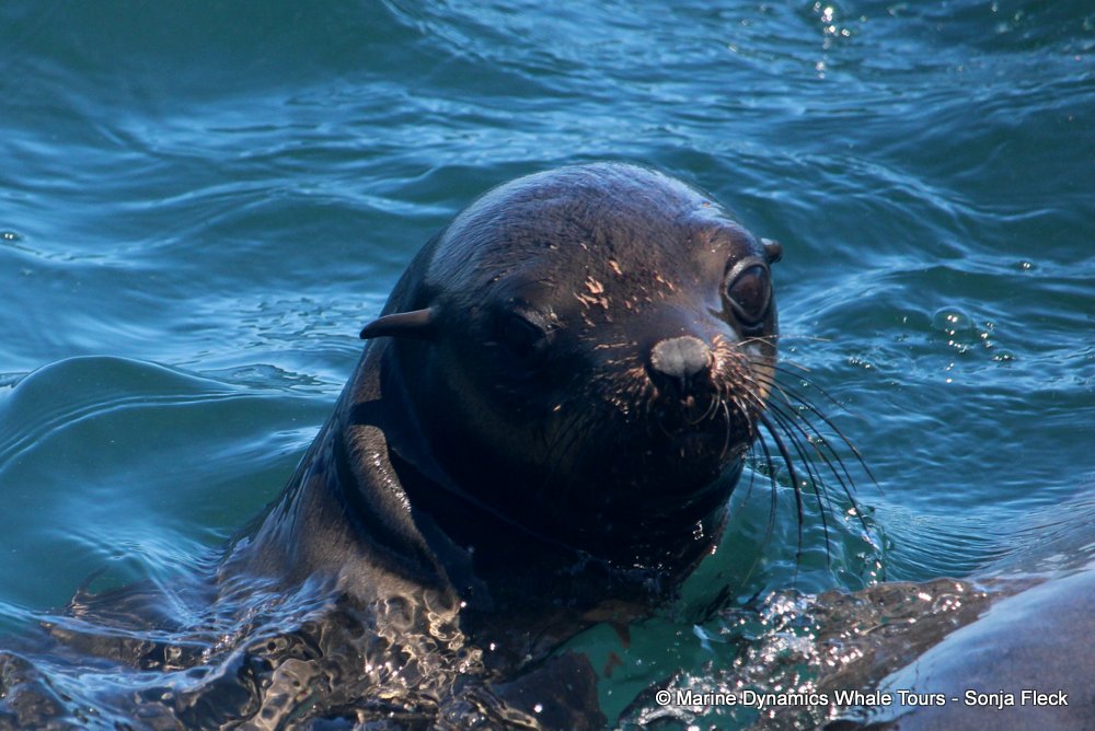 cape fur seal, whale watching, gansbaai, south africa