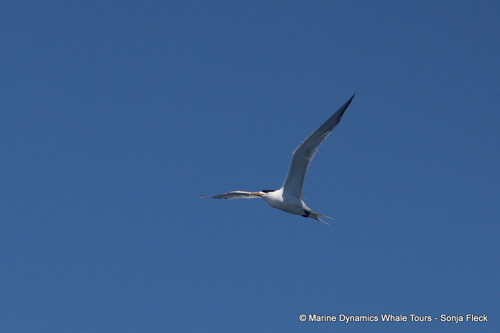 tern, whale watching, gansbaai, south africa,