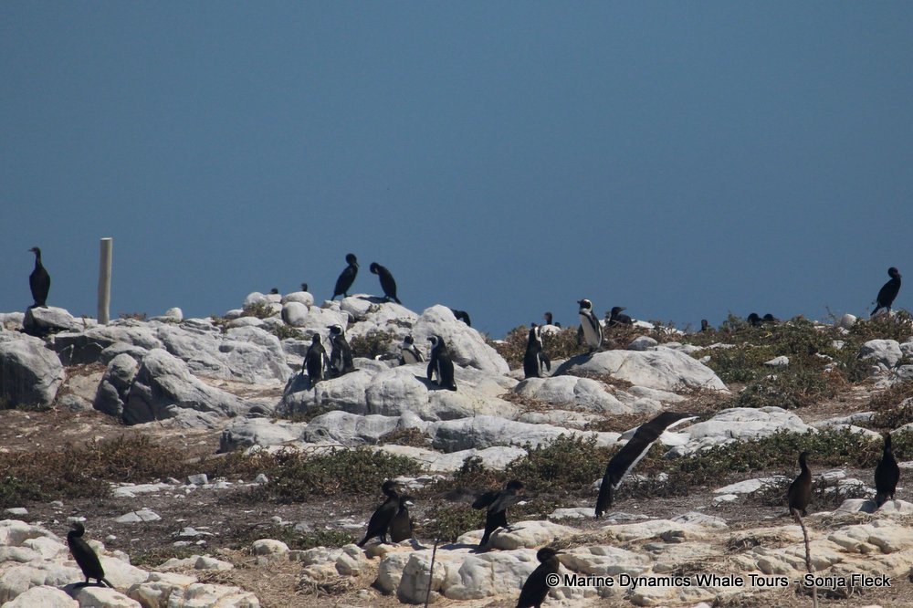 african penguin, whale watching, gansbaai, south africa