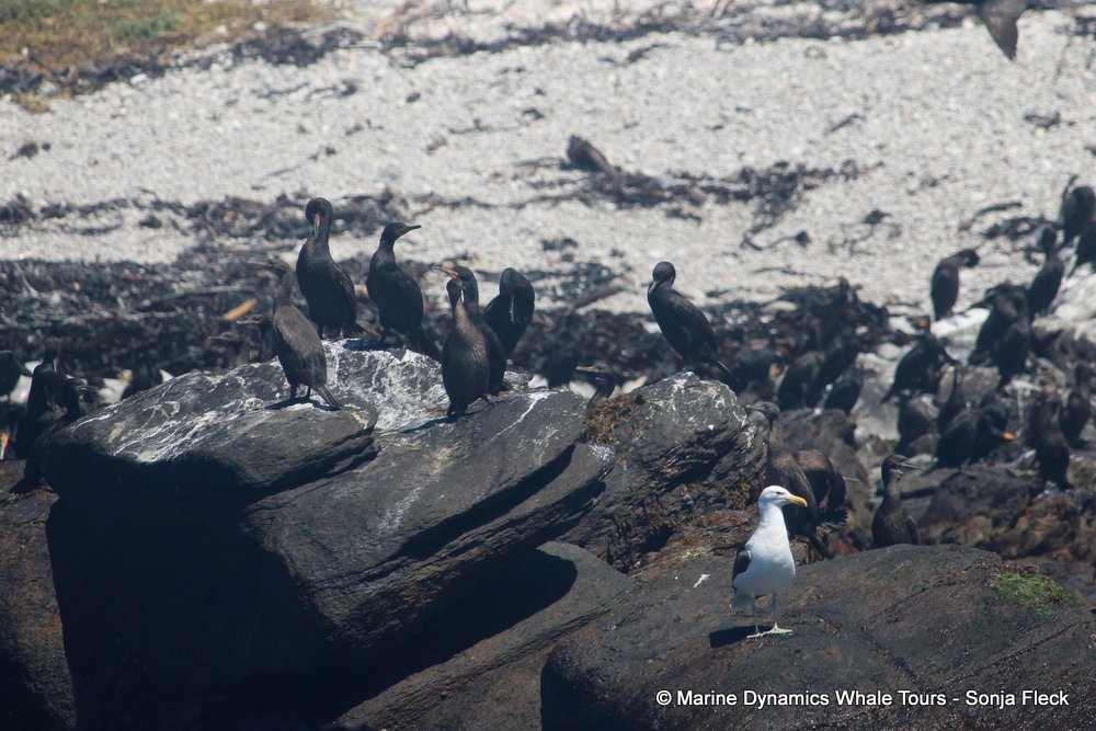 cormorant, whale watching, gansbaai, south africa,