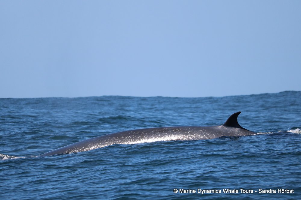 bryde's whale, whale watching, gansbaai, south africa,