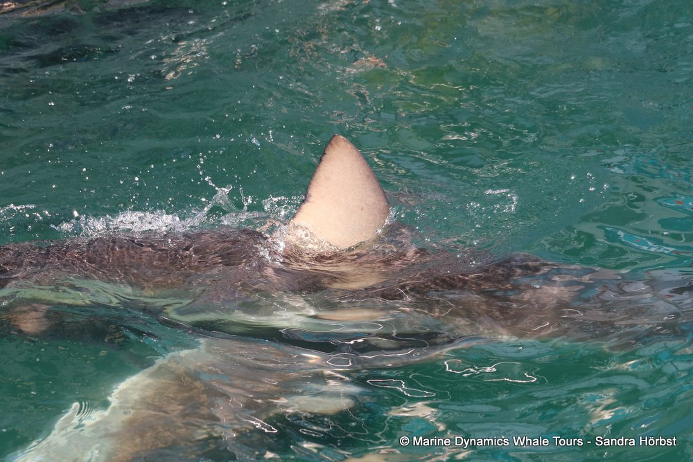 bronze whaler shark, whale watching, gansbaai, south africa,