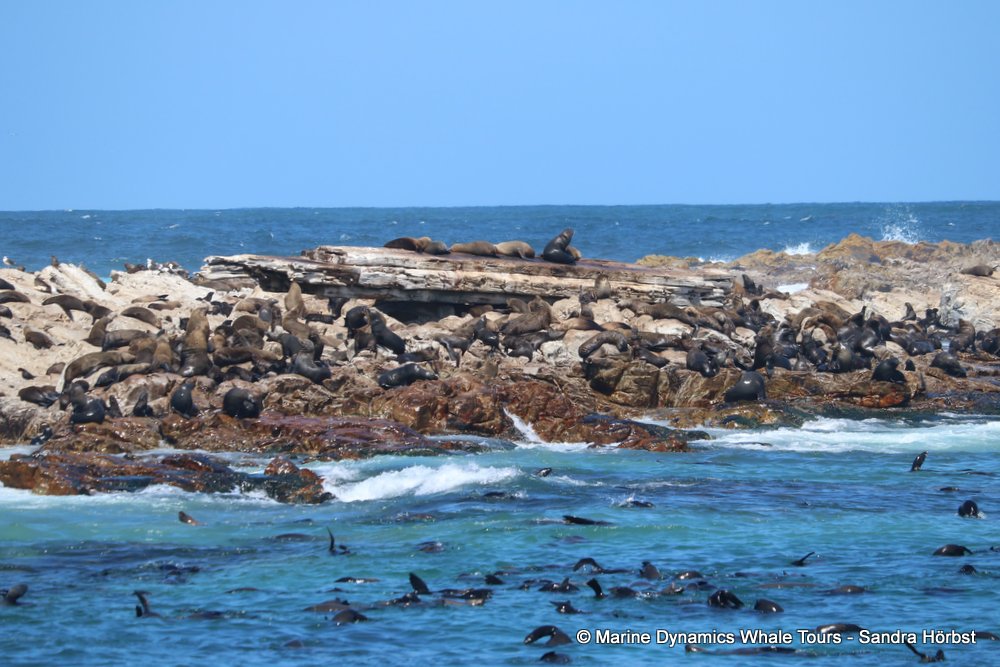 cape fur seal colony, whale watching, gansbaai, south africa,