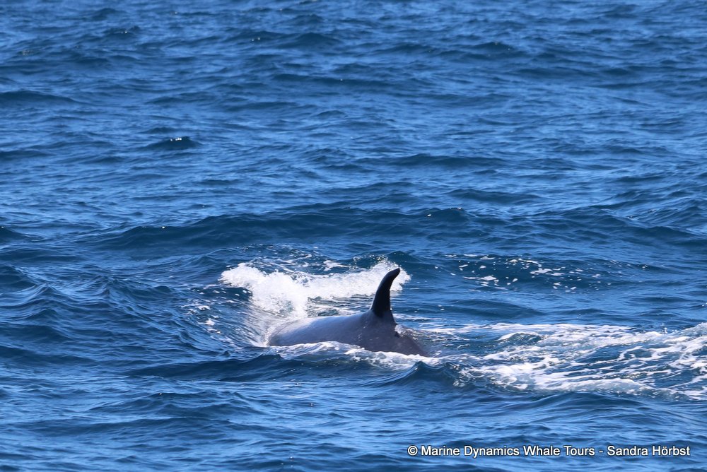 bryde's whale, whale watching, gansbaai, south africa,