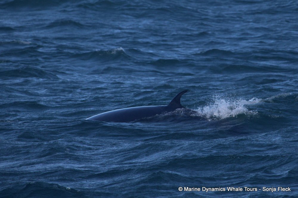bryde's whale, whale watching, gansbaai, south africa,