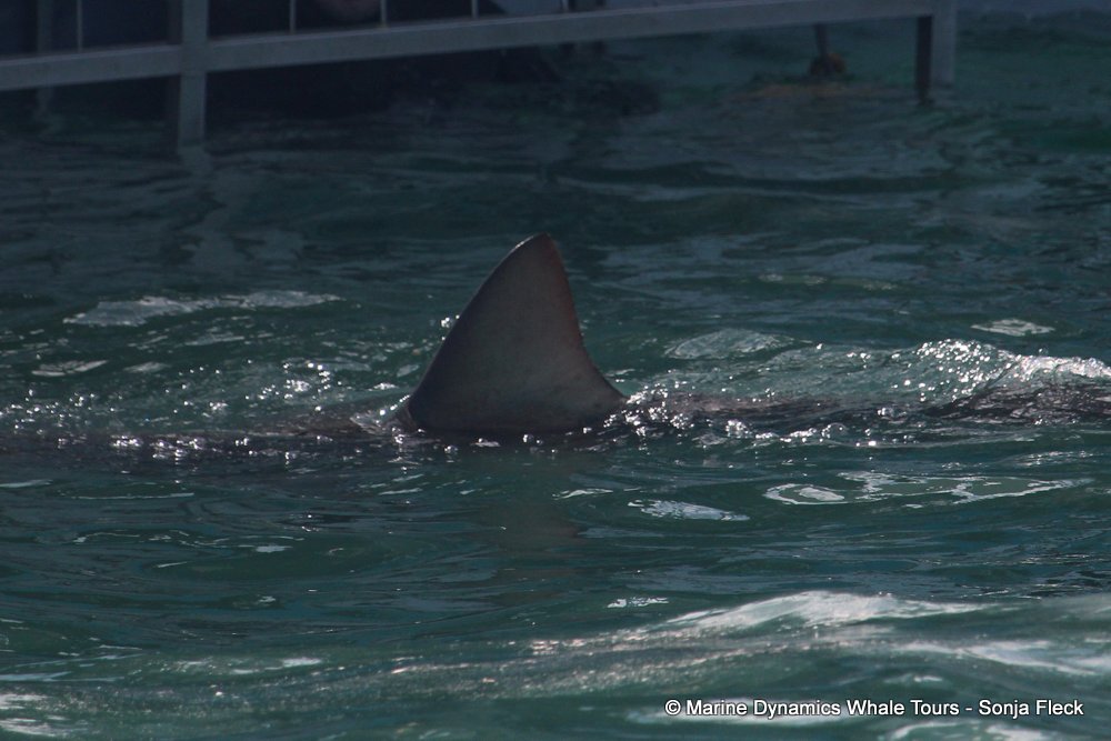 bronze whaler shark, whale watching, gansbaai, south africa,