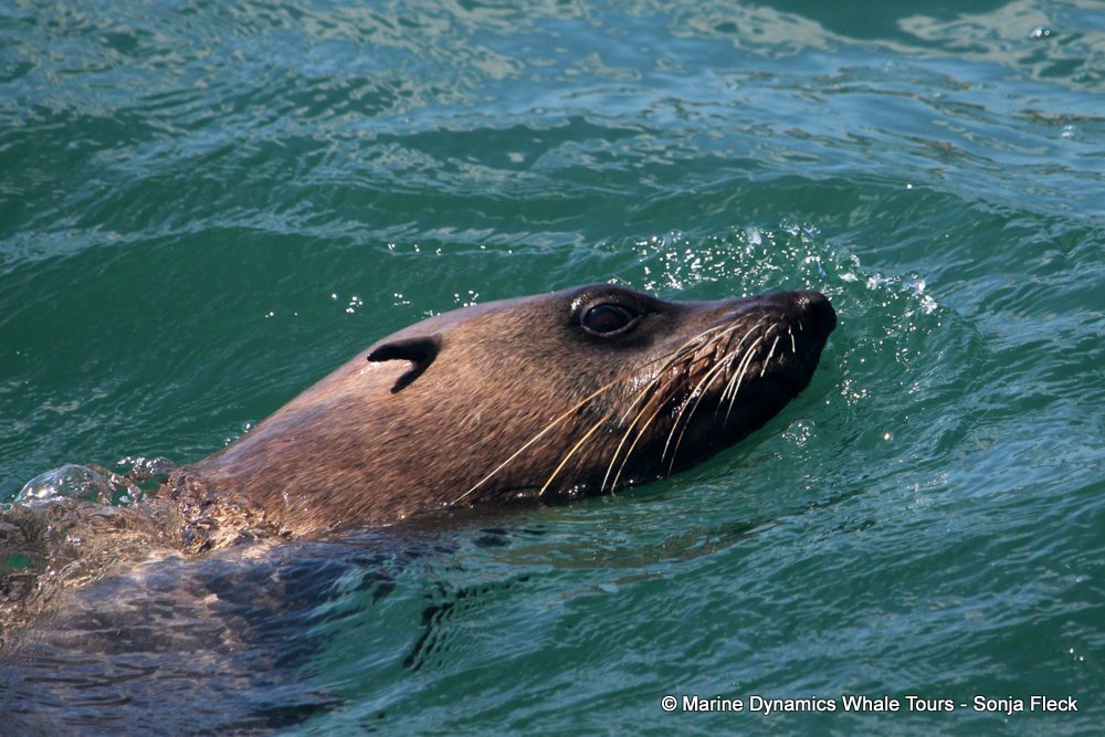 cape fur seal, whale watching, gansbaai, south africa