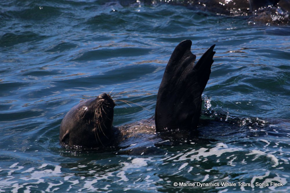 cape fur seal, whale watching, gansbaai, south africa