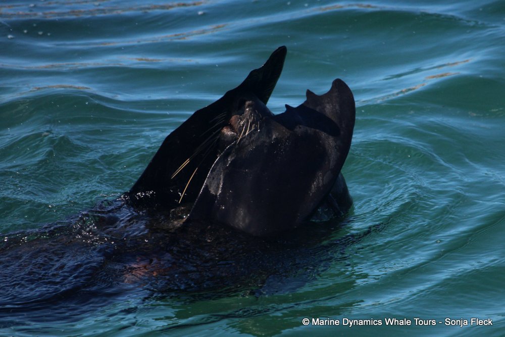 cape fur seal, whale watching, gansbaai, south africa
