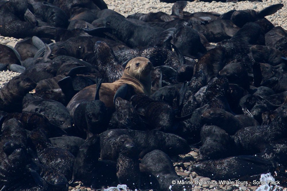 cape fur seal, whale watching, gansbaai, south africa