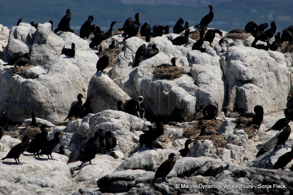 african penguin, whale watching, gansbaai, south africa