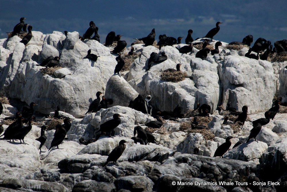 african penguin, whale watching, gansbaai, south africa