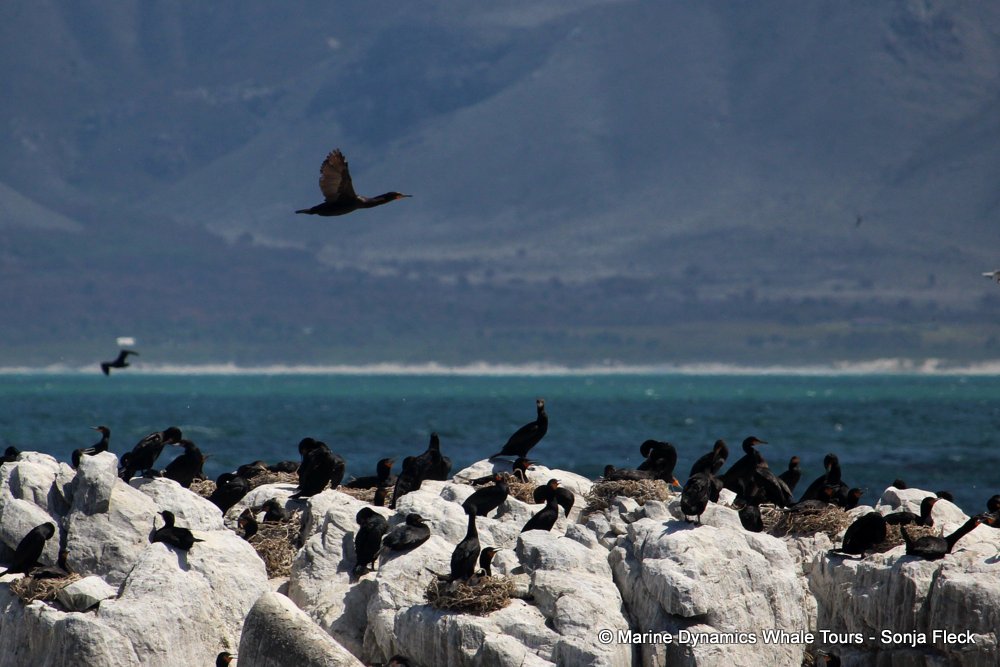 cormorant, whale watching, gansbaai, south africa,