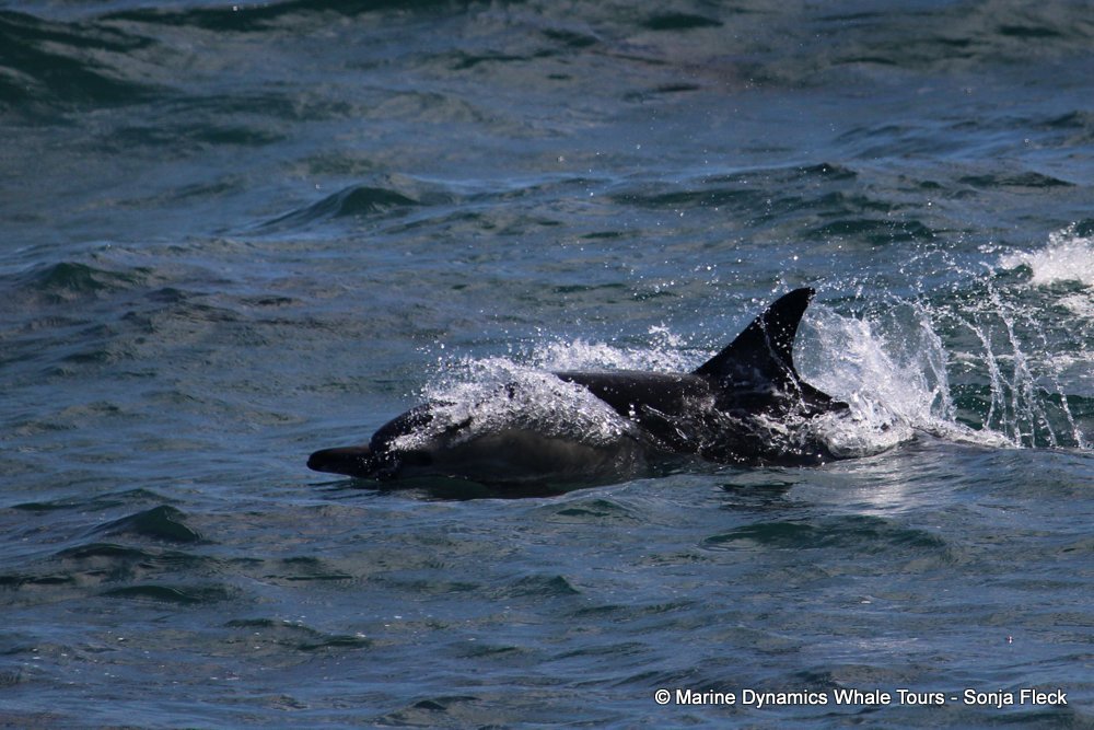 common dolphin, whale watching, gansbaai, south africa