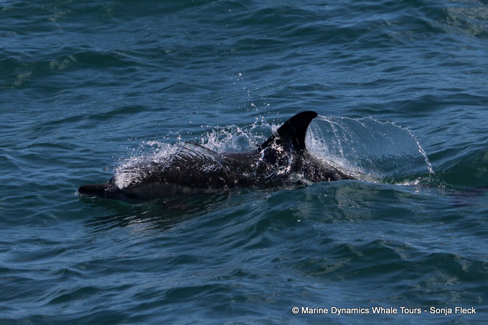 common dolphin, whale watching, gansbaai, south africa