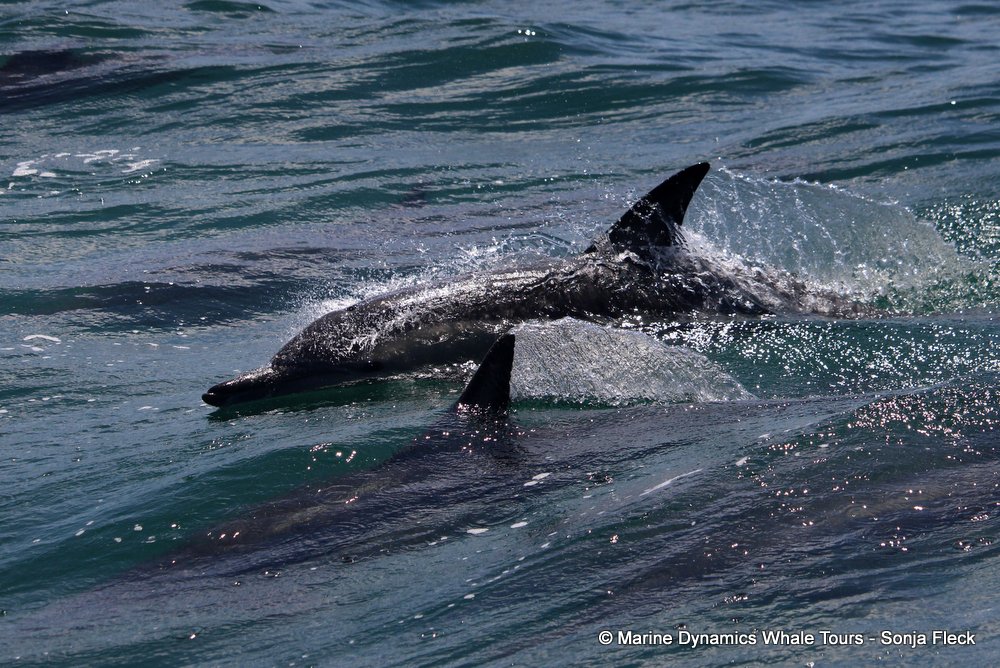 Marine Big 5 Daily Blog 29 January