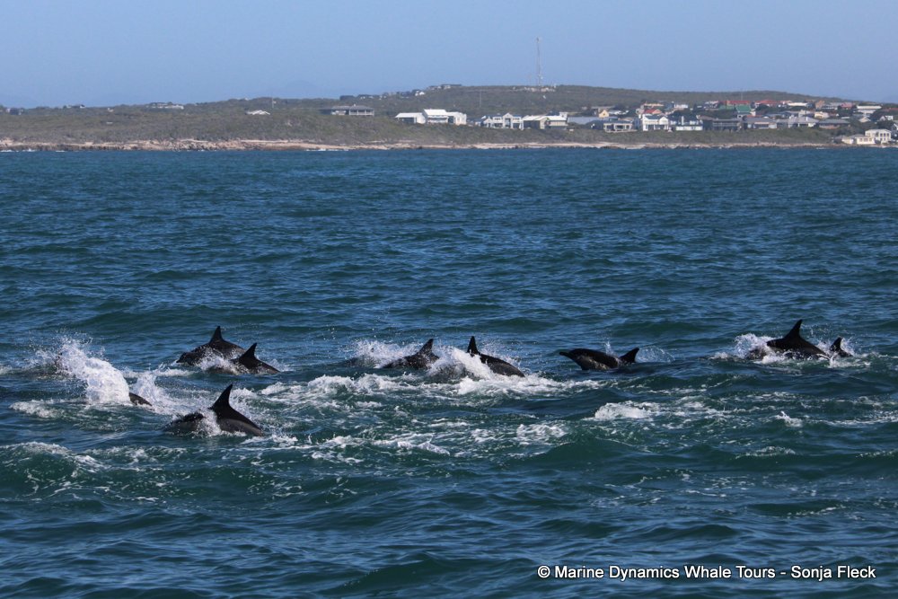 common dolphin, whale watching, gansbaai, south africa