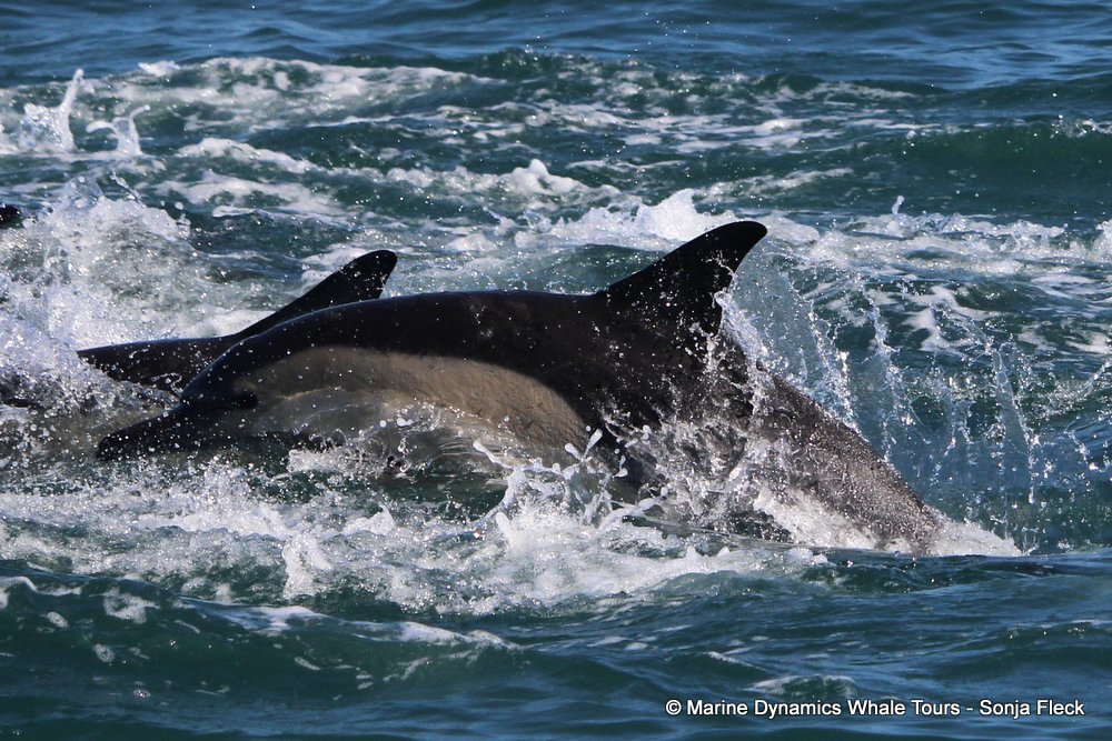 common dolphin, whale watching, gansbaai, south africa