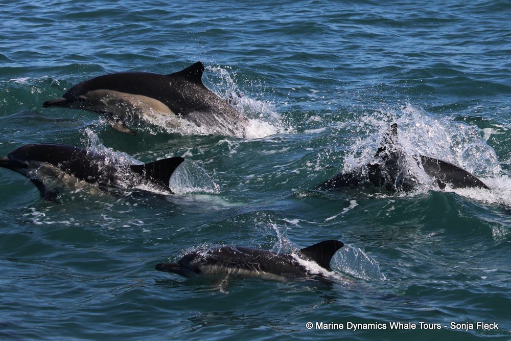 common dolphin, whale watching, gansbaai, south africa