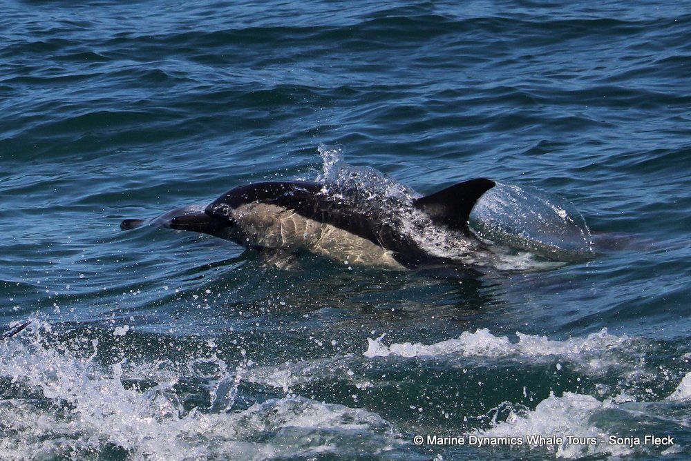 common dolphin, whale watching, gansbaai, south africa