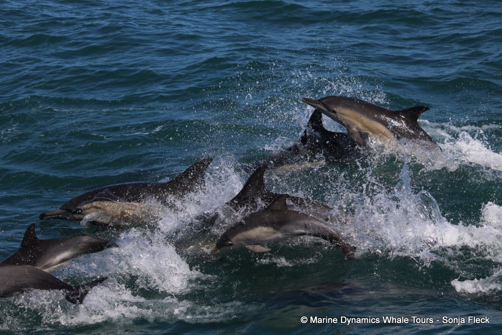 common dolphin, whale watching, gansbaai, south africa