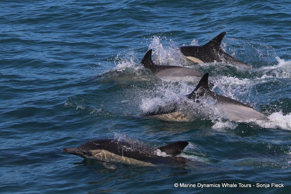common dolphin, whale watching, gansbaai, south africa