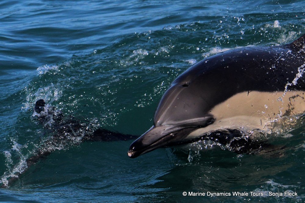 common dolphin, whale watching, gansbaai, south africa