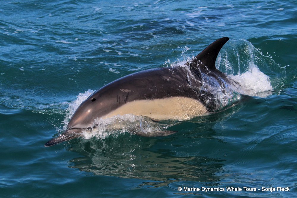 common dolphin, whale watching, gansbaai, south africa