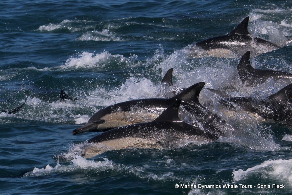 common dolphin, whale watching, gansbaai, south africa