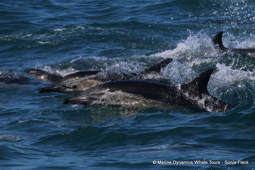 common dolphin, whale watching, gansbaai, south africa