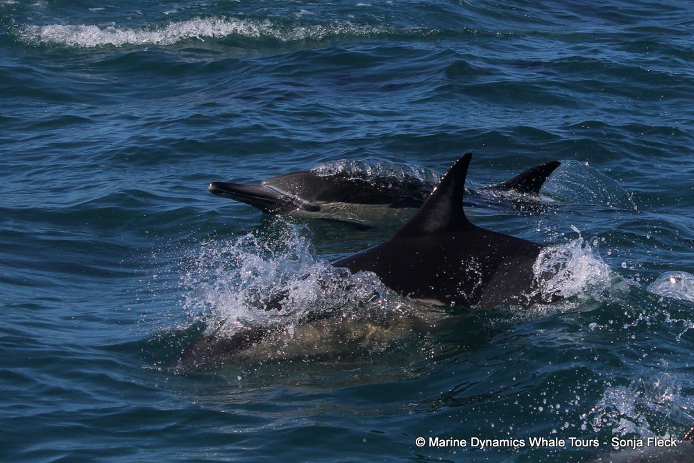 common dolphin, whale watching, gansbaai, south africa