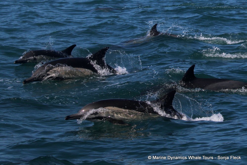 common dolphin, whale watching, gansbaai, south africa